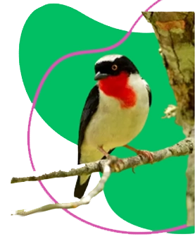 Pássaro Canário Terra da Gente